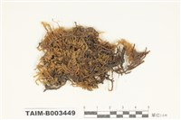 藏品(灰苔科)的圖片